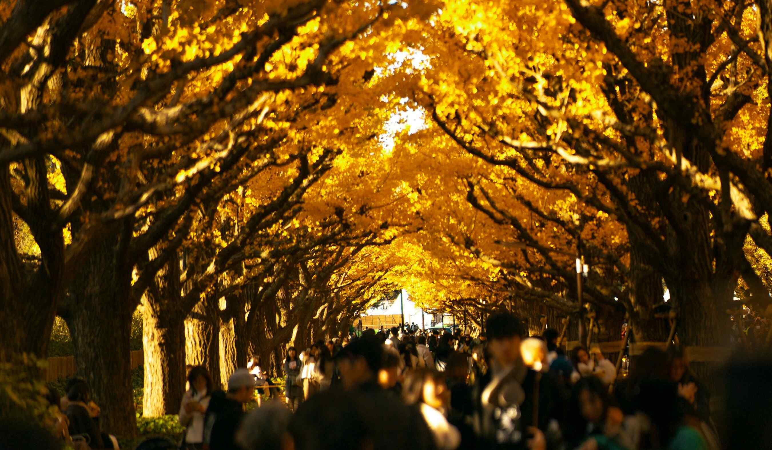 Japon à lautomne (4)