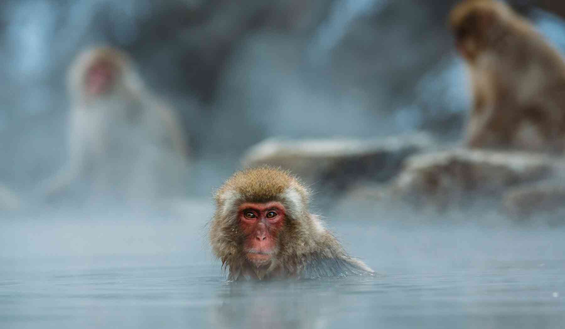 Affe im Onsen