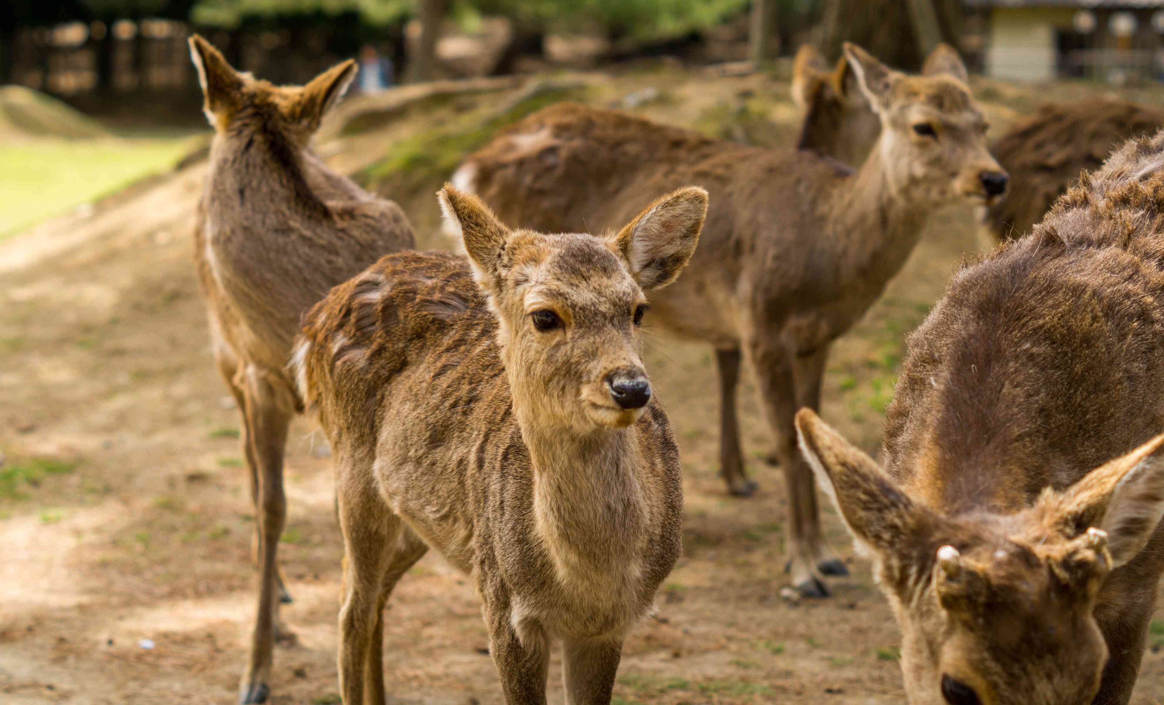 nara japan (2)