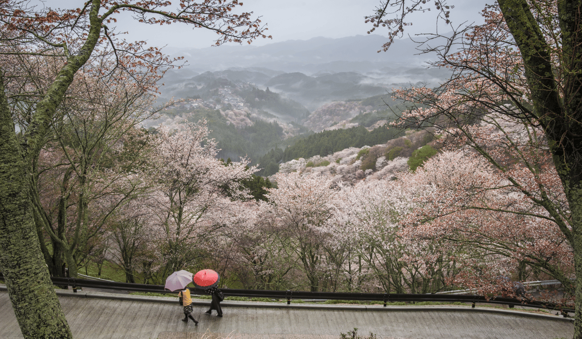 JAP - Hanami places - Yoshino