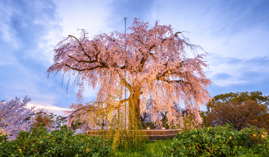 JAP - Hanami places