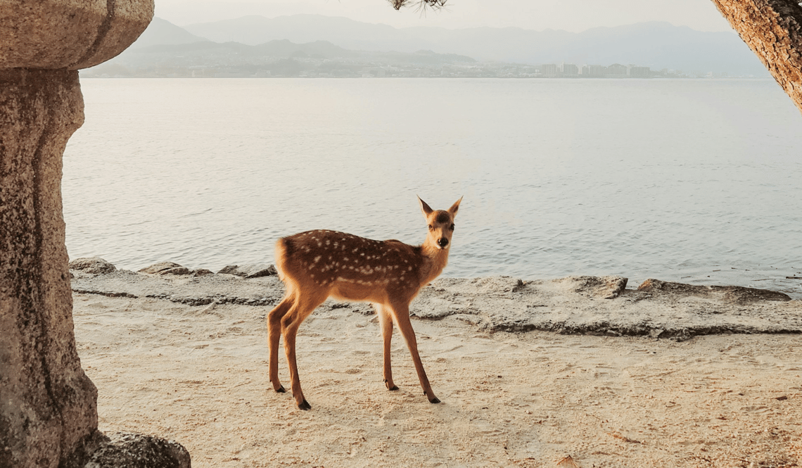 JAP - Hidden places - Miyajima