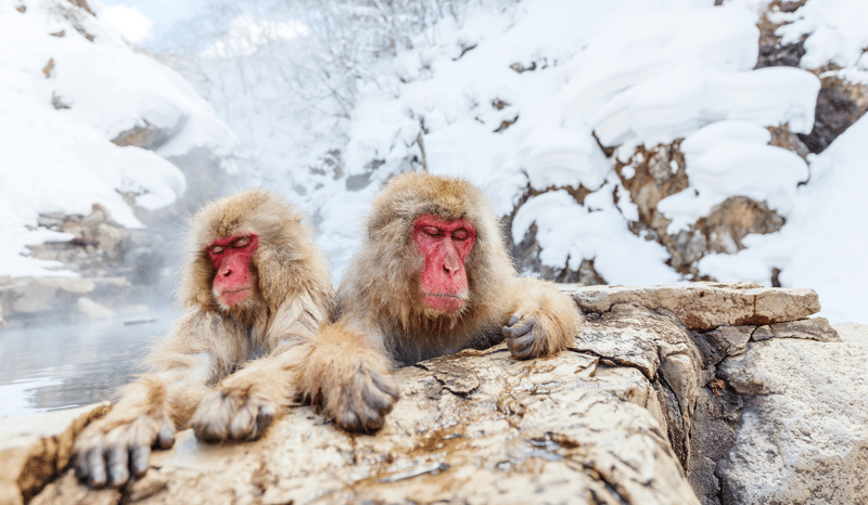 Snow Monkey Park Japan
